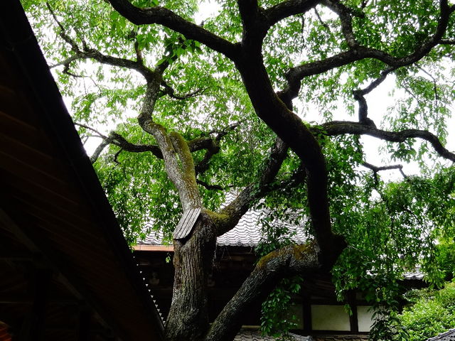十輪寺_十輪寺