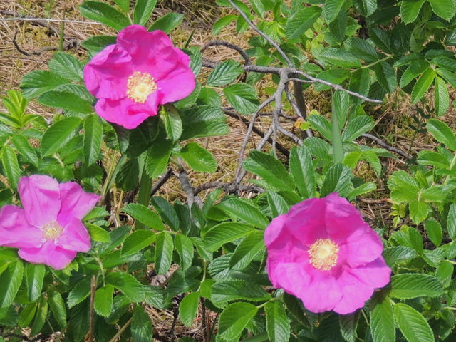 しどーさんのハマナス群生地の投稿写真1