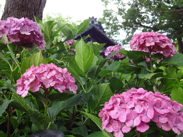 藤森神社の紫陽花苑_藤森神社