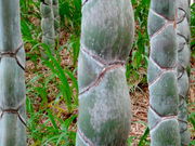 しどーさんの京都市洛西竹林公園の投稿写真2