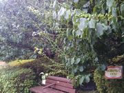 世田谷区等々力の住人さんの哲学堂公園の梅・桜の投稿写真1