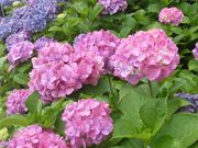 ぼりさんの東山植物園の投稿写真1