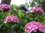 しどーさんの藤森神社の投稿写真3