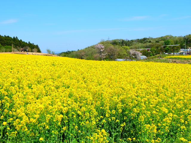 菜の花がぎっしり_ひまわりの丘