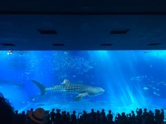 沖縄美ら海水族館の写真1