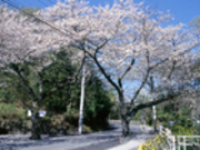 ゆうさんの川奈の桜の投稿写真1