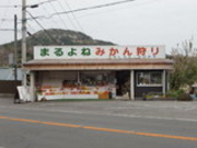 ゆうさんの伊東温泉甘夏みかん狩りの投稿写真1