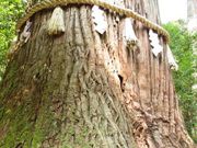 ポン助さんの丹生川上神社の投稿写真5