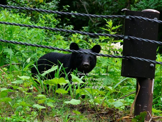 磐梯山ゴールドライン
幻の滝近くで ツキノワグマと遭遇!!_磐梯山ゴールドライン