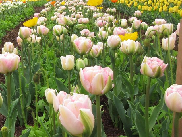 お花_那須フラワーワールド