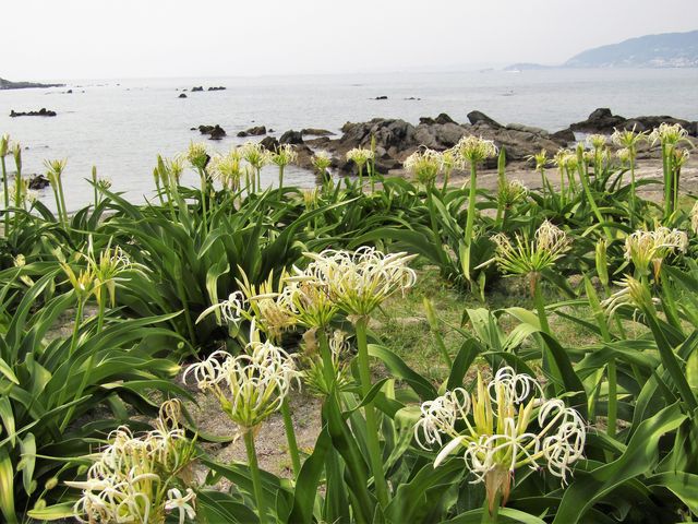 ハマユウ_佐島のハマユウ
