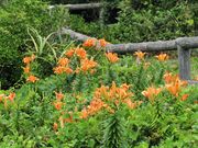 ひさちゃんさんの佐島のハマユウの投稿写真3