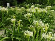 ひさちゃんさんの佐島のハマユウの投稿写真7