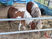 たかちゃんさんのふれあい動物園(帯広競馬場内)の投稿写真1