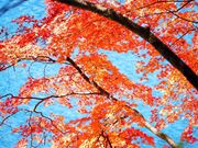 しののめさんの奥多摩湖の投稿写真2