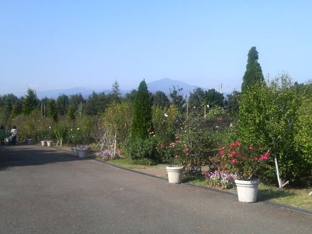 花菜ガーデンのバラ園_神奈川県立花と緑のふれあいセンター 花菜ガーデン