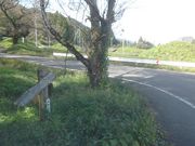 サビ猫さんの東海自然歩道の投稿写真2