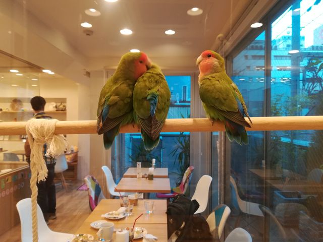 みるからにモフモフです。_ことりカフェ心斎橋