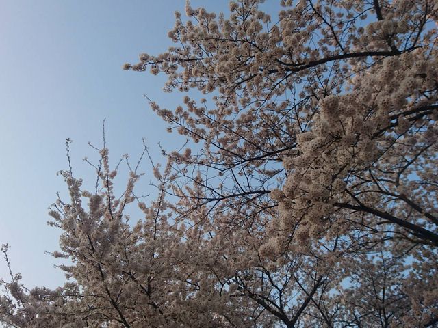 桜が満開のときはとてもおすすめ!_八戸公園こどもの国