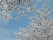 ららさんの扇町公園の投稿写真1