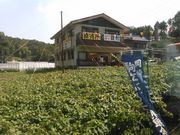 ナヲミングさんの岡崎駒立ぶどう狩り組合の投稿写真1