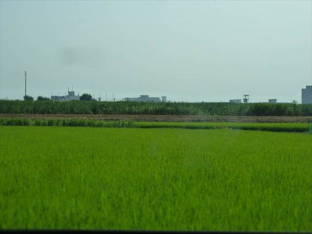 田んぼ_田園散居集落