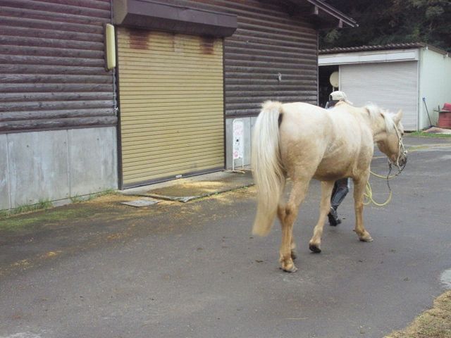 白いお馬さん。黒色、茶色のお馬さんもいました。_望月馬事公苑