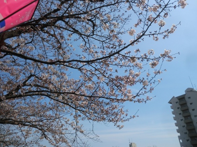 この日はまだ満開ではなかったけど十分きれい_柏尾川堤の桜