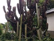 アジさんの岩井の大蘇鉄の投稿写真2