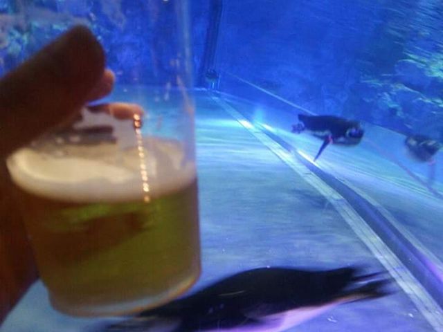 ビール片手にペンギンを観賞_ペンギンカフェ