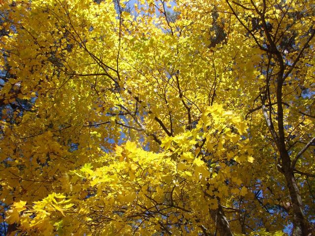 軒沿いの紅葉_道の駅 裏磐梯