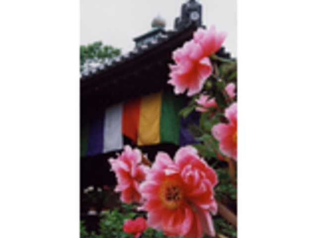 きれい_乙訓寺の牡丹