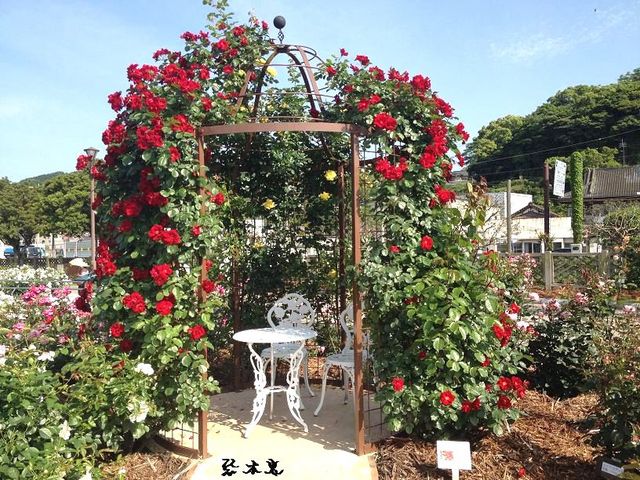 広大な土地に色とりどりのバラ_エコパーク水俣バラ園