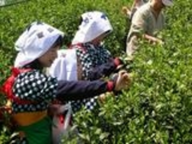 体験_茶摘み体験交流会