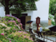 すえっこさんの柳谷観音楊谷寺のあじさいの投稿写真1