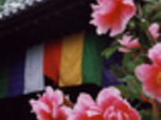 すえっこさんの乙訓寺の牡丹の投稿写真1