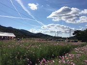 hanaちゃんさんのコスモスの小径の投稿写真1