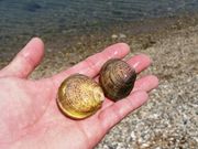 shigeさんの赤穂唐船サンビーチ潮干狩り場の投稿写真1