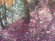 たねさんの道志の森キャンプ場の投稿写真1