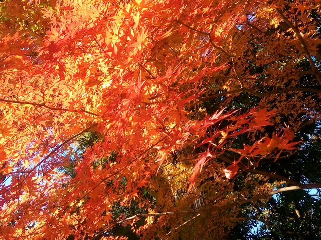 2017年12月上旬_等々力渓谷公園