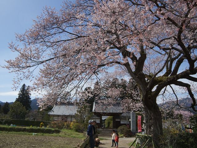 エドヒガン 周335cm・高さ20m(約)_松源寺