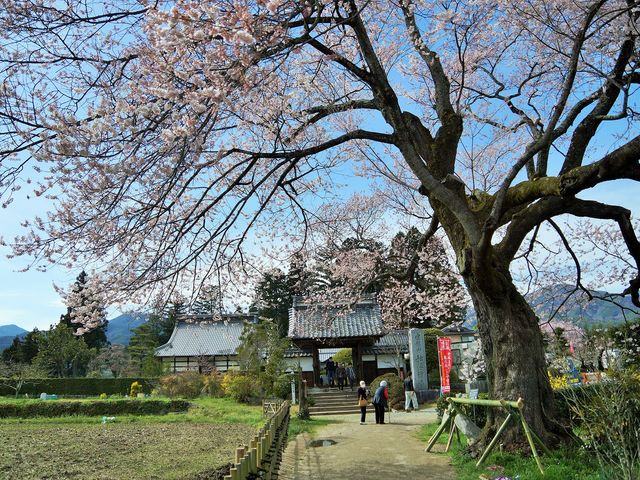 桜の山門2_松源寺