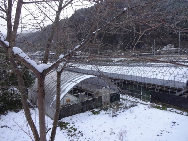 温泉で飼育しているスッポンのハウス_郷緑温泉