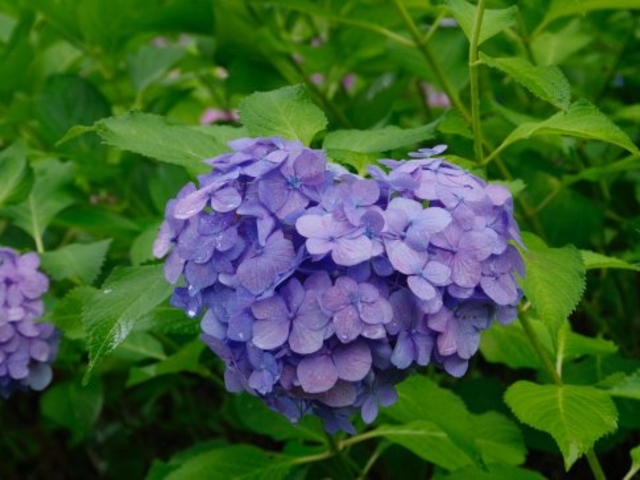 ハート型の紫陽花_三室戸寺のアジサイ