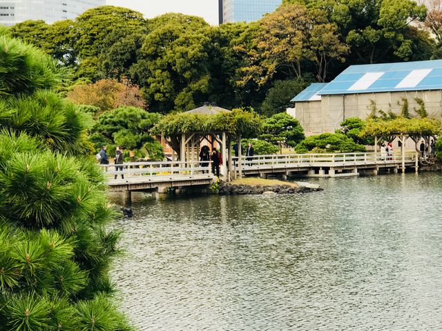 【浜離宮庭園〜お伝い橋】橋の途中に藤棚があります_お伝い橋(浜離宮恩賜庭園)