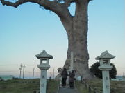 しょうこさんの長太の大楠の投稿写真1