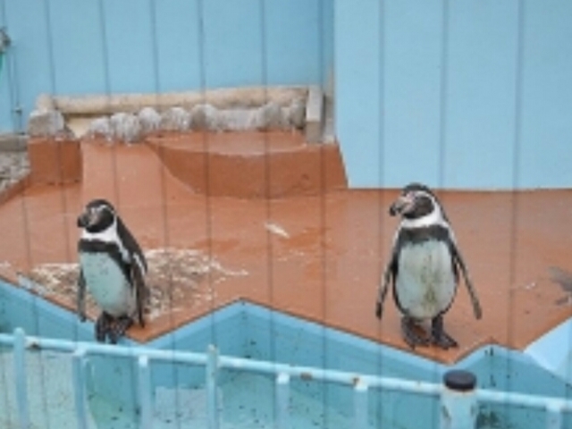 ペンギンもいます_和歌山城公園動物園