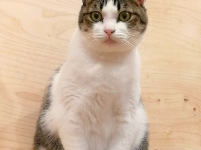 猫が可愛いです。撫でられるの好きな子ばかり。順番待ちされると腕が3本欲しくなる。_保護猫とカフェ ニャンとぴあ