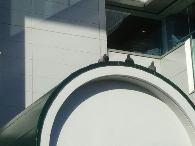 鳩も競馬を観戦しています。_川崎競馬場