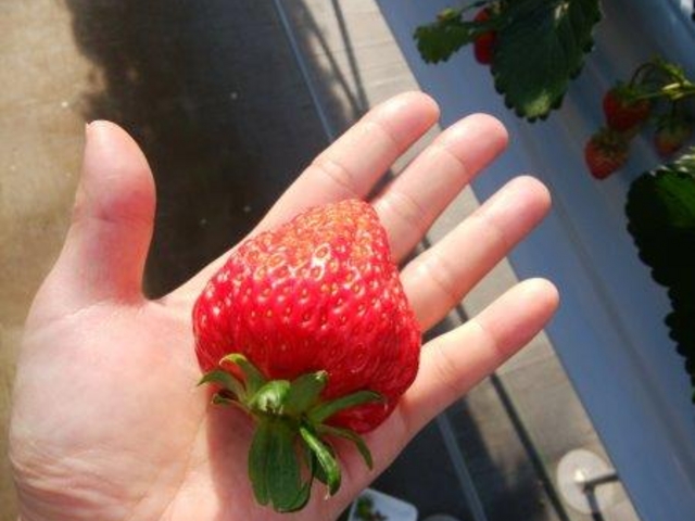 大きい!美味しい!_ベリーズショップ大樹